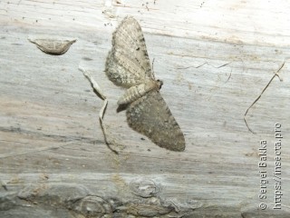 Имаго  Eupithecia selinata