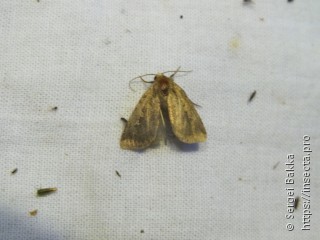 Noctuinae