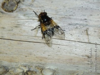 Volucella pellucens