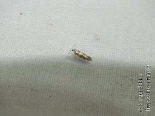 Argyresthia brockeella