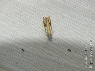 Catoptria permiacus