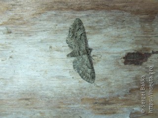 Eupithecia