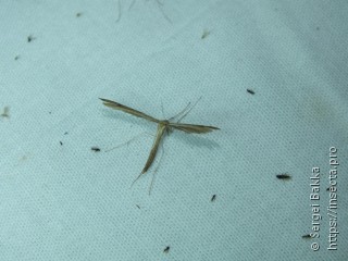 Pterophorinae