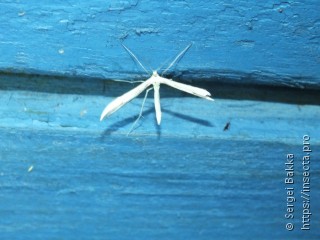 Pterophorinae