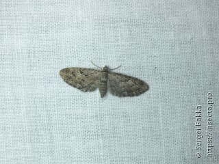 Eupithecia