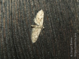 Eupithecia