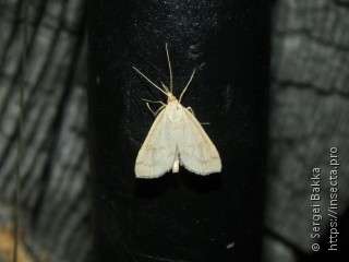 Udea lutealis