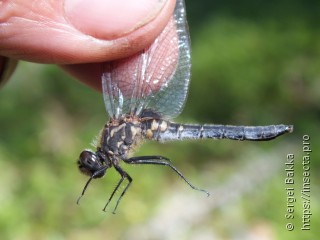 Leucorrhinia dubia