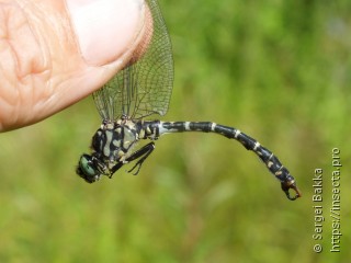 Onychogomphus forcipatus