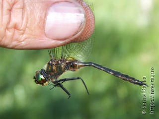 Somatochlora flavomaculata