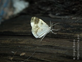 Plemyria rubiginata