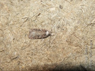 Agonopterix