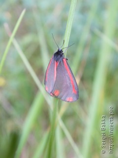 Tyria jacobaeae