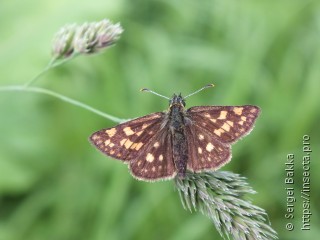 Carterocephalus palaemon