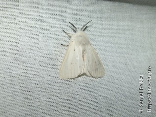 Spilosoma