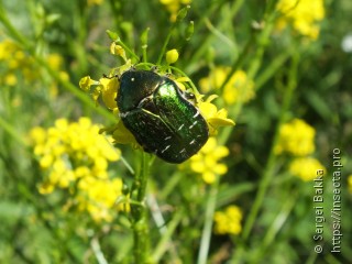 Cetonia aurata