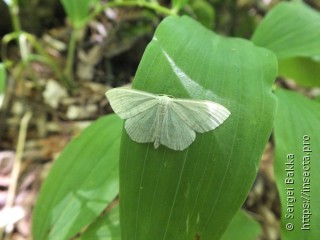 Scopula floslactata