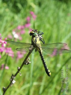 Gomphus vulgatissimus