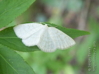 Cabera exanthemata