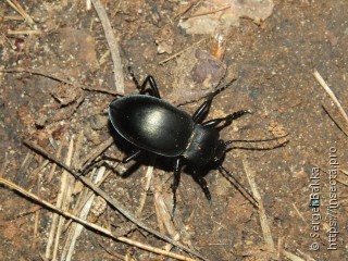 Carabus glabratus