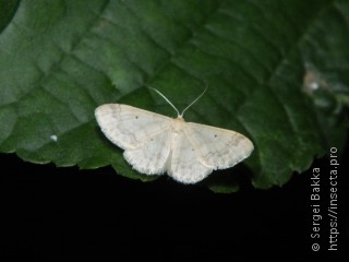 Idaea biselata