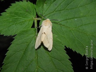 Spilosoma lutea