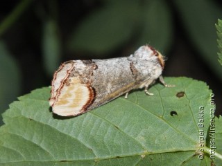 Phalera bucephala