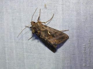 Autographa jota