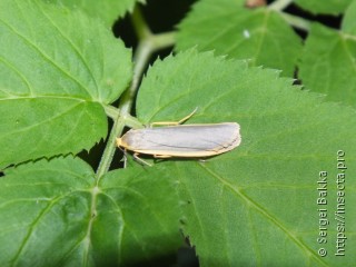 Eilema lurideola