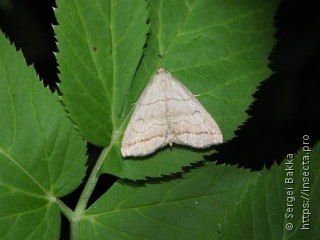 Herminia tarsicrinalis