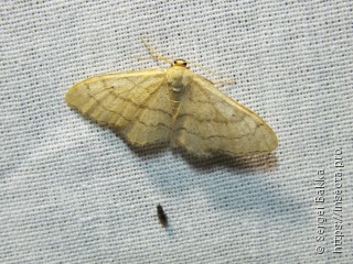 Idaea aversata