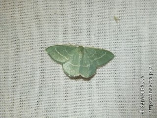 Chlorissa viridata