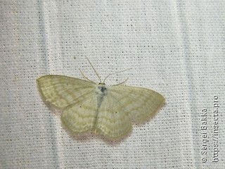 Scopula immutata