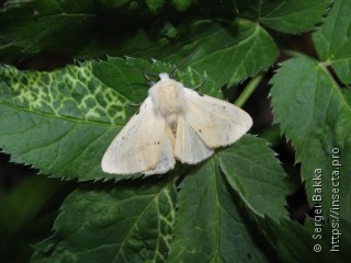 Spilosoma lutea