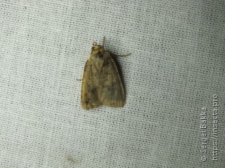 Noctuinae