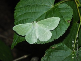 Geometra papilionaria