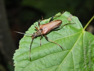 Stenocorus meridianus