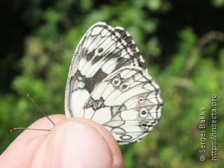 Melanargia galathea