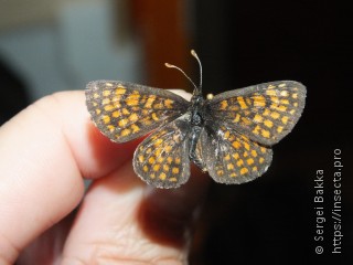 Melitaea