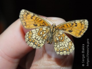 Melitaea athalia