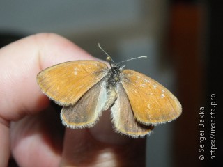 Coenonympha glycerion