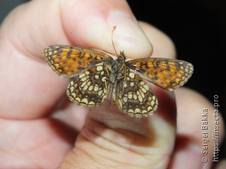 Melitaea diamina