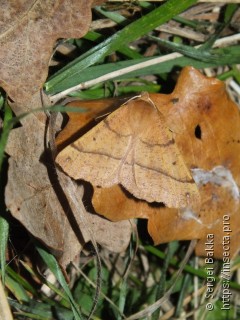 Colotois pennaria