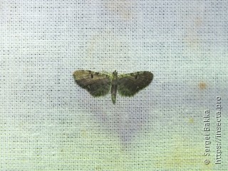 Eupithecia absinthiata