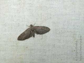 Eupithecia