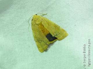 Noctua fimbriata