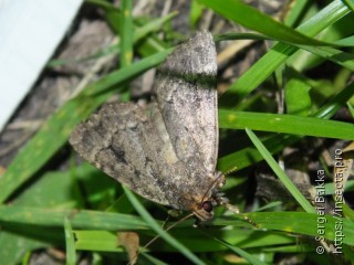 Amphipyra pyramidea