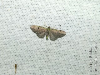 Eupithecia absinthiata