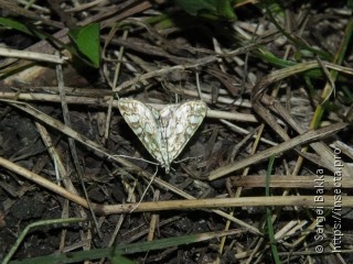 Elophila nymphaeata