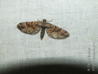 Eupithecia sinuosaria